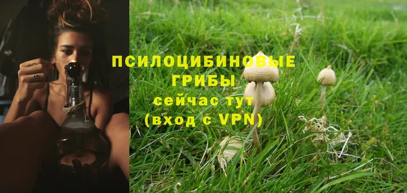 Псилоцибиновые грибы Psilocybe  Лагань 